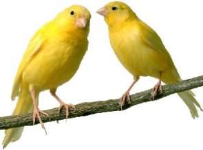 Care of Canary Birds